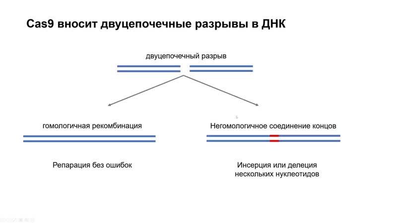 Gi5 как решать задачи на crispr/cas9 механизм и pam