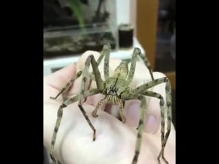 Lichen huntsman spider