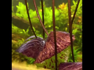 Teamscaperz posted on t instasave beb0a9 mp4