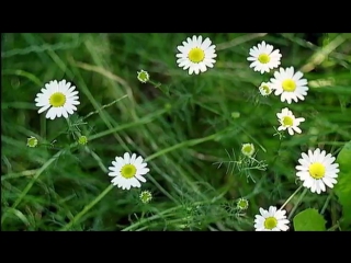 Кветка мара реченька