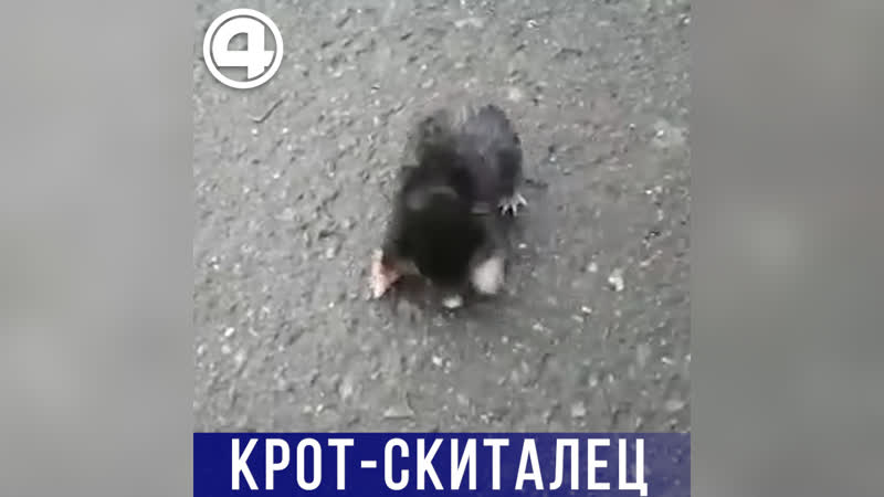 Крот скиталец