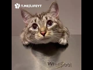 Хорошо плывём