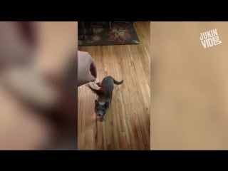 Top 10 unexpected surprises (wait for it) jukinvideo top ten