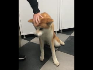 Com/shibasandakitas instagram com/misha akita inu