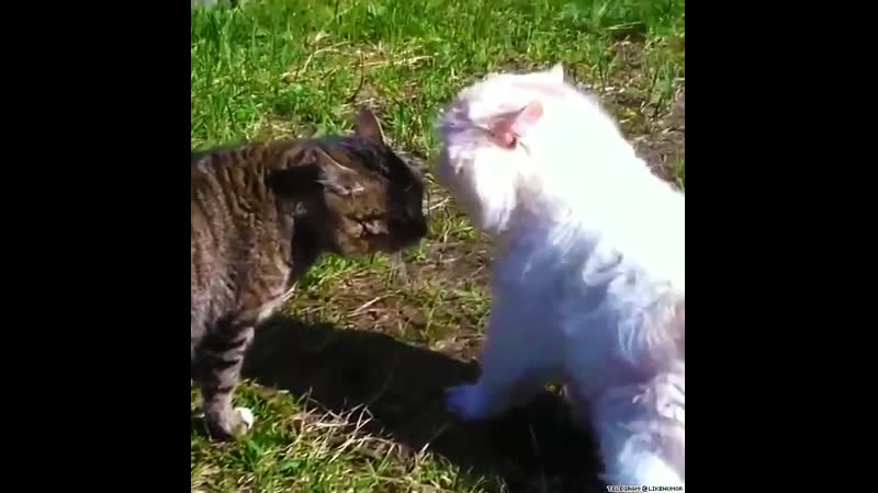 Ругаются матом