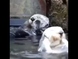 Выдры отдыхают