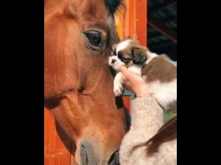 God damit stop with that bullshit i swear that he would even lick a lamppost if you press him against it