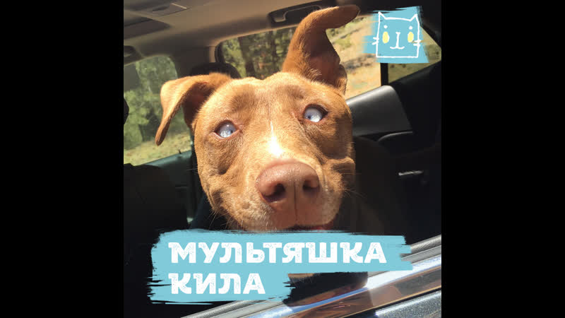 Мультяшка кила