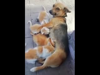 Shy dogo care for sweety kit kats, yeah suck on my nipples