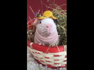 Зевс любит сено🌾