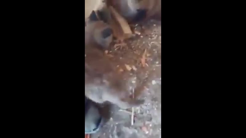 Українські воїни поблизу дапу прихистили лисеня