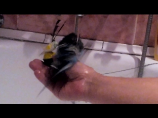 Кеша в ванной