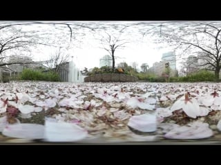 【360°動画】上野公園で花見をvr体験 blooming beauty tokyo’s cherry blossoms delight reuters