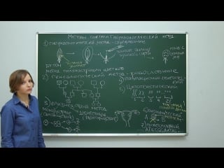 Биология генетика методы генетики гибридологический метод центр онлайн обучения «фоксфорд»