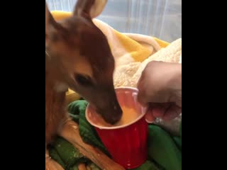 This fawn wouldn't latch onto a bottle at the rescue, so they tried a cup and it's adorable