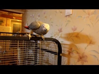 African grey parrot and macaw