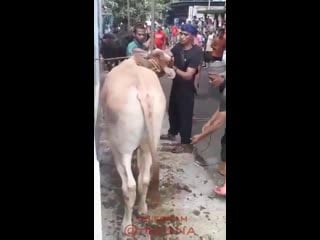 Wow cow gives a fatal kick to morons head theync