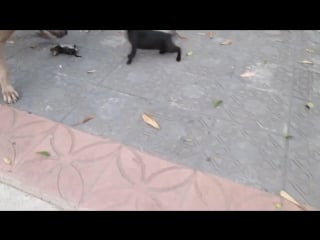 Cat mom protects her kitten