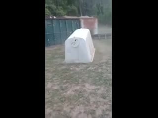 Bull drags calf hutch around after getting stuck in it