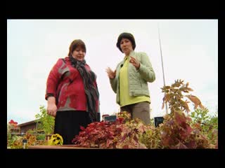 Госпожа у дачи аптекарский огород