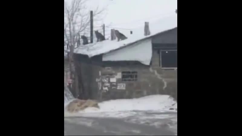 Высоко сижу, весну уже жду)