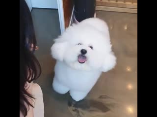 Fluffy petstylist inst