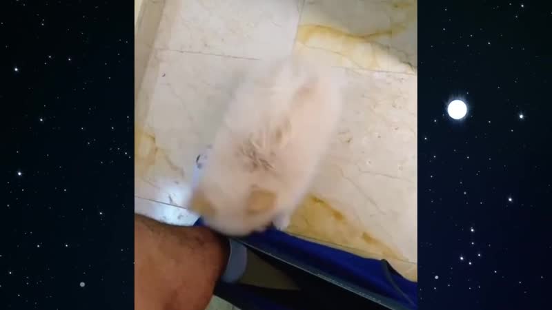 Газовая атака