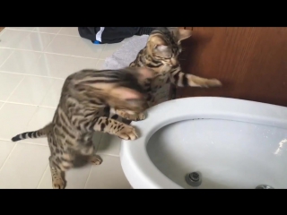 Cats playing with water bidet