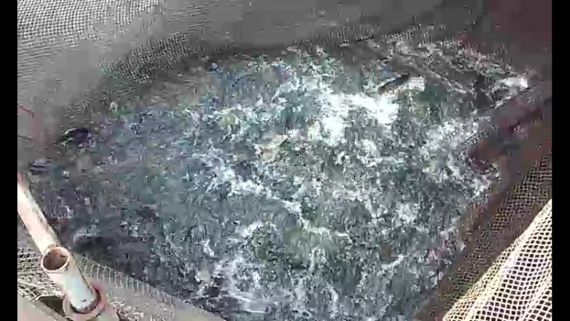 Заинский рыбхоз (закупаем карпа)