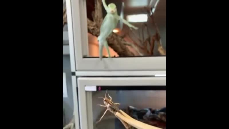 Забавная игуана