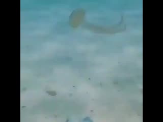 Green aquascape p 2439950077585175509 1 2439950077585175509 mp4