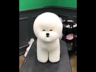 Puppy lovings 20200425 020639 0 mp4