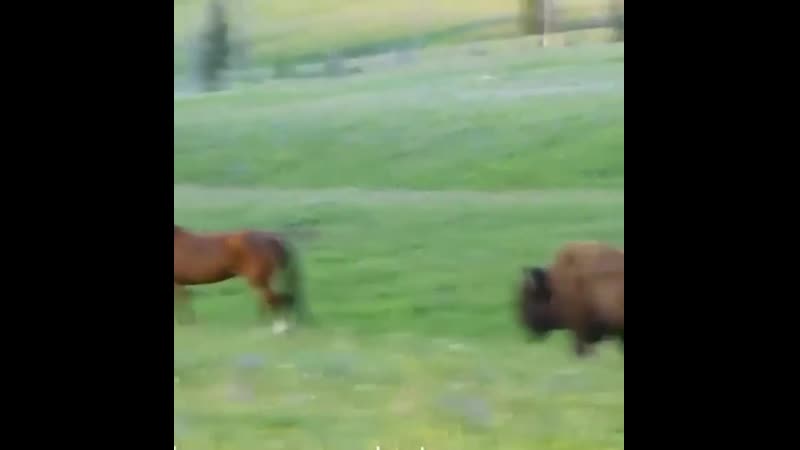 A very rare encounter between a bison and a horse