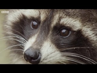 Racoon demonstrates problem solving skills