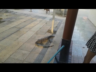 Полосатый варан ударяет молодые (water monitor hits dog)