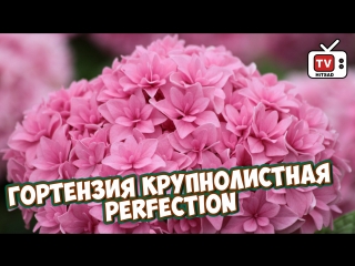 Гортензия крупнолистная perfection 🌸 покупка саженца 🌸 как сохранить саженец до посадки в грунт