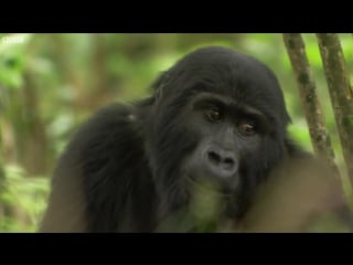 Gorilla mating mountain gorilla bbc