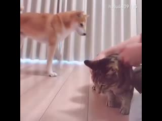 Видео котопес