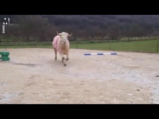 Бык чувствует себя лошадью