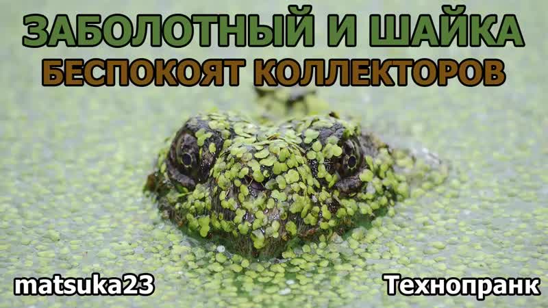 Matsuka23 заболотный и шайка беспокоят коллекторов