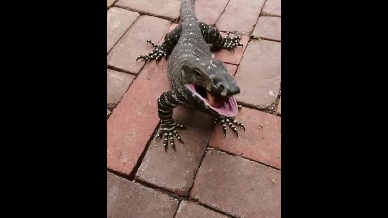 Варан заглатывает кость целиком