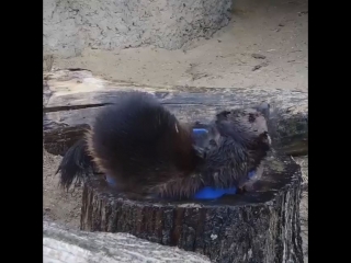 Росомаха принимает ванну