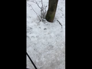 Hailie|maks house live