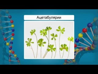 Биология 10 класс урок 18 строение клетки клеточная мембрана ядро