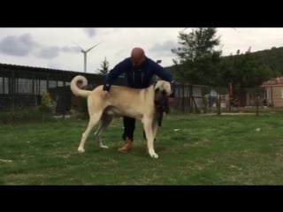 Огромный кангал (fighting dogs) kangal