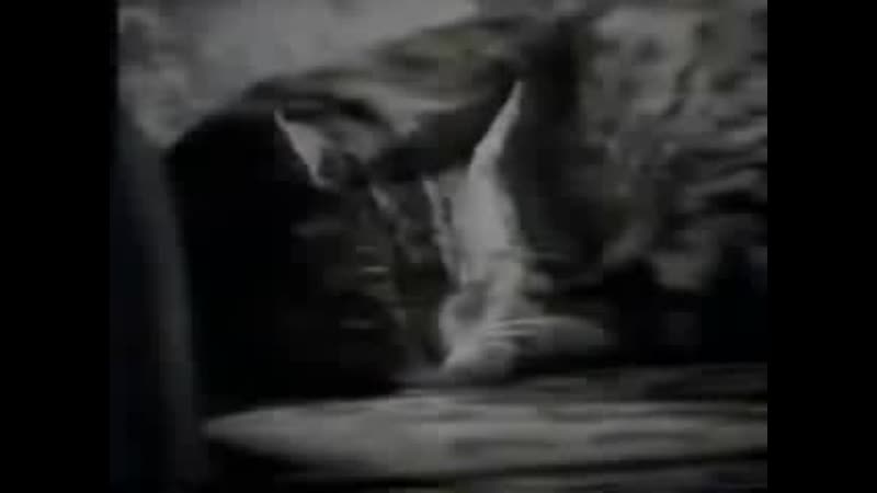 Dino merlin i vesna zmijanac kad zamirisu jorgovani