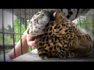 Даже дикие кошки любят массаж!