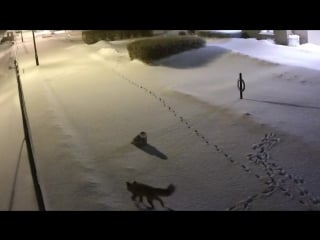 Owl vs fox in unlikely match in the middle of a winter night
