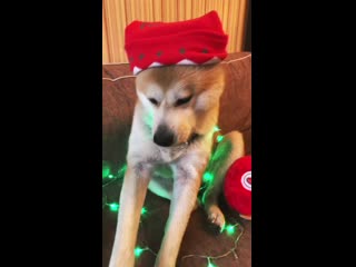 Com/shibasandakitas instagram com/akita inu sonya