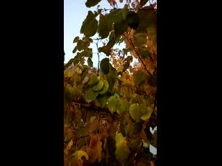 Vid 20201013 180239 mp4